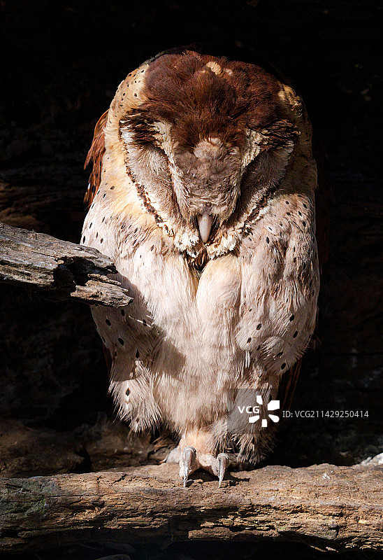 沉睡的枭图片素材