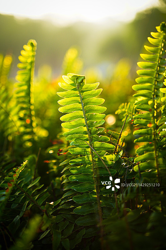 向阳生长图片素材