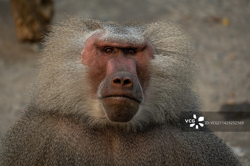 狒狒 特写肖像 对视 Baboon图片素材