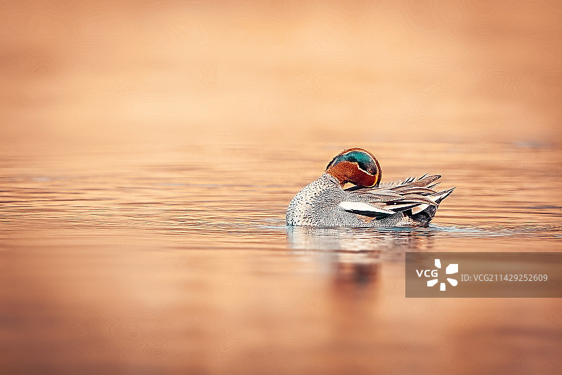 绿翅鸭（雄性）图片素材