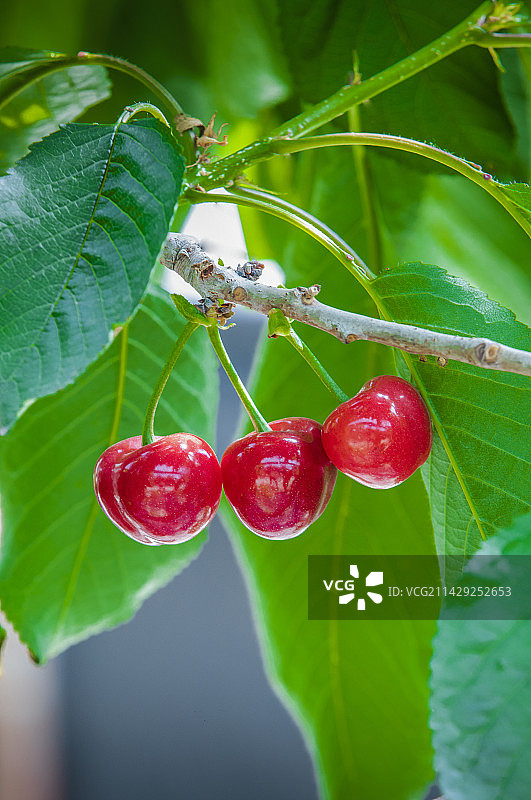 樱桃图片素材
