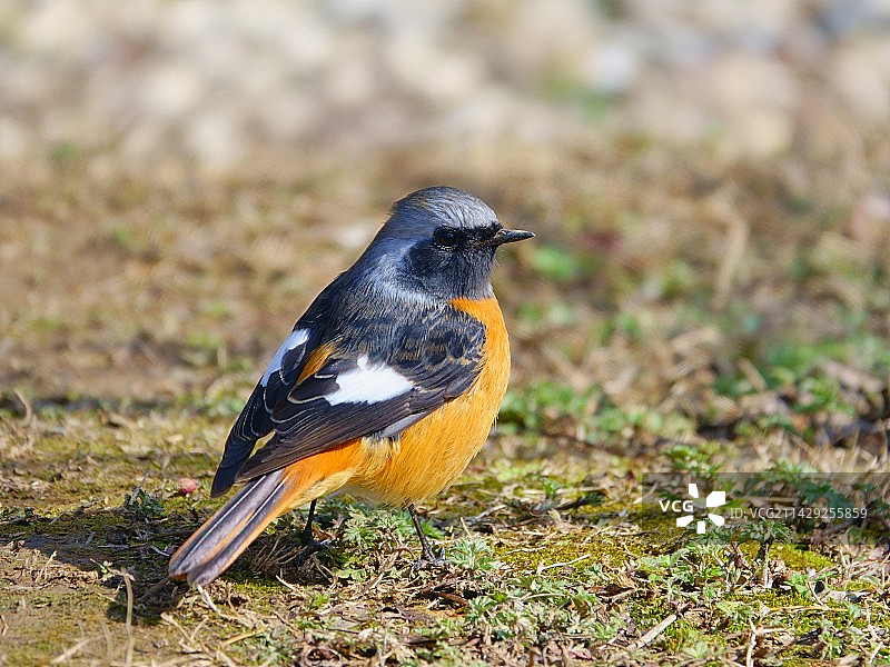 北红尾鸲图片素材