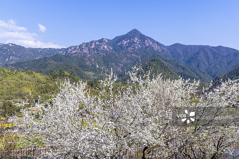 春天的龙须山（安徽绩溪龙川）图片素材