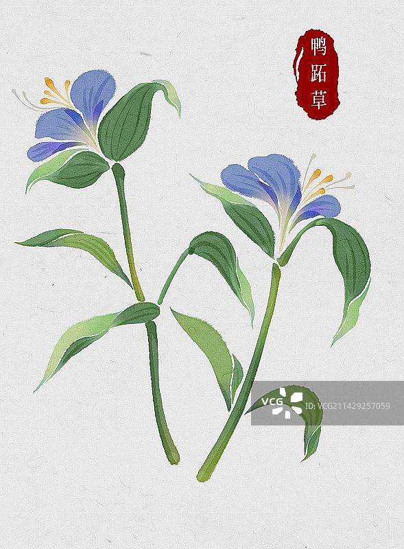 鸭跖草-中医中药材系列-水彩图片素材