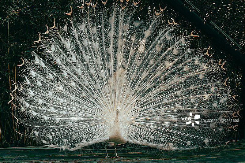 各种各样的孔雀图片素材