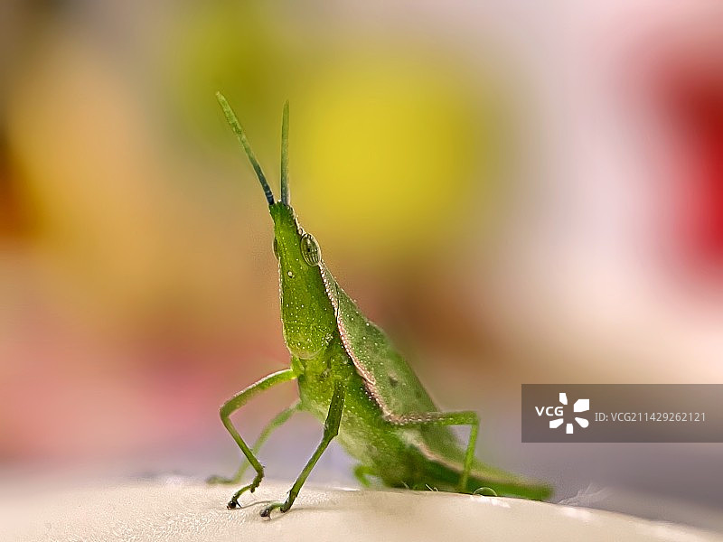 霸气螳螂图片素材