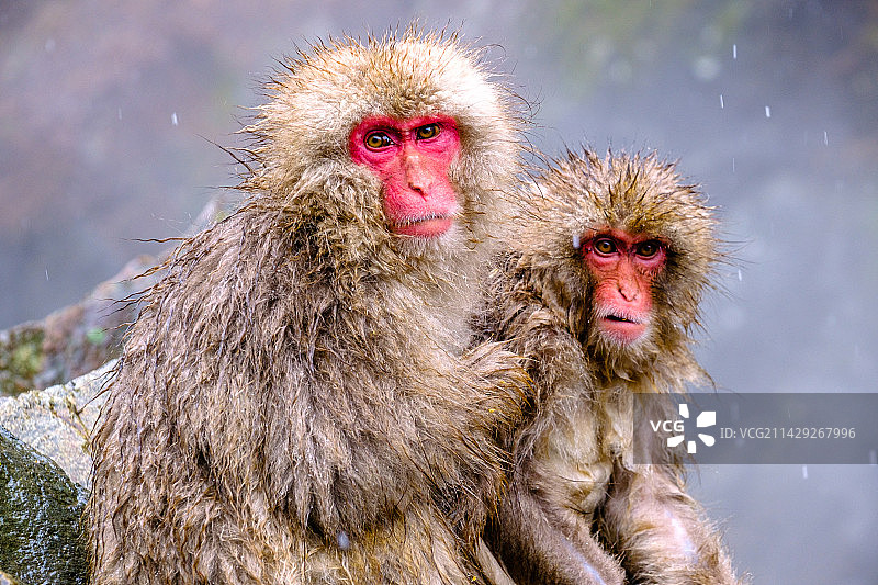 日本猴图片素材