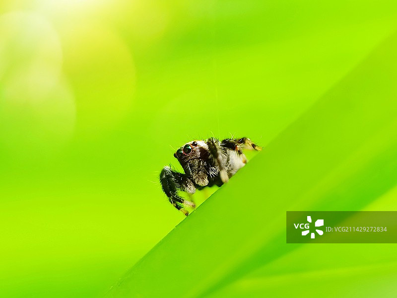 小跳蛛图片素材