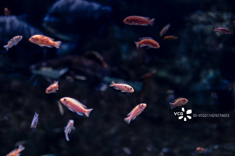 北京海洋馆观赏鱼类图片素材