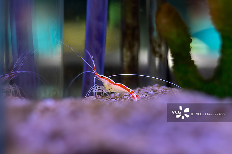 北京海洋馆观赏虾图片素材