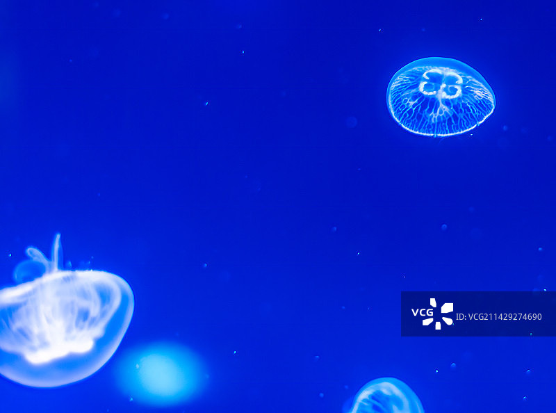 北京海洋馆水母图片素材