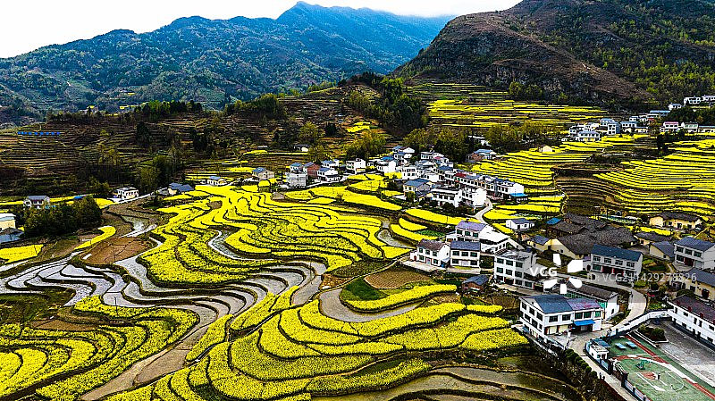 陕西汉阴：油菜花扮靓美丽乡村 游客蜂拥踏春赏花图片素材
