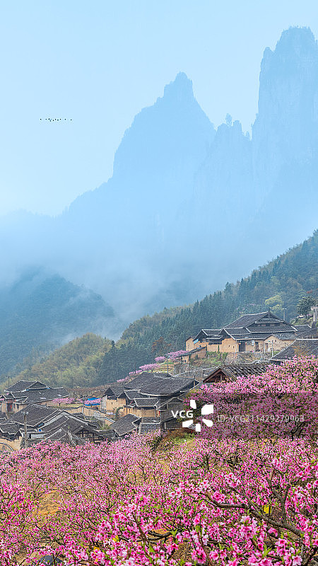 桃花盛开的季节图片素材
