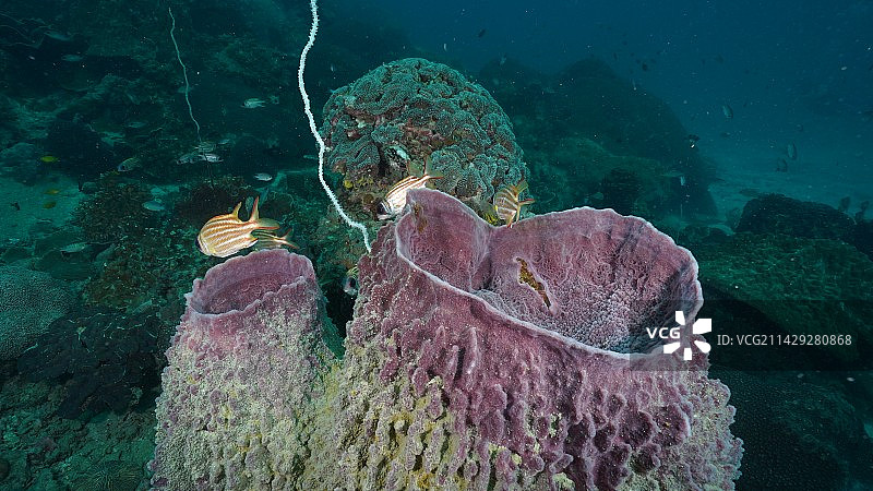 海中珊瑚、鱼群和潜水员图片素材