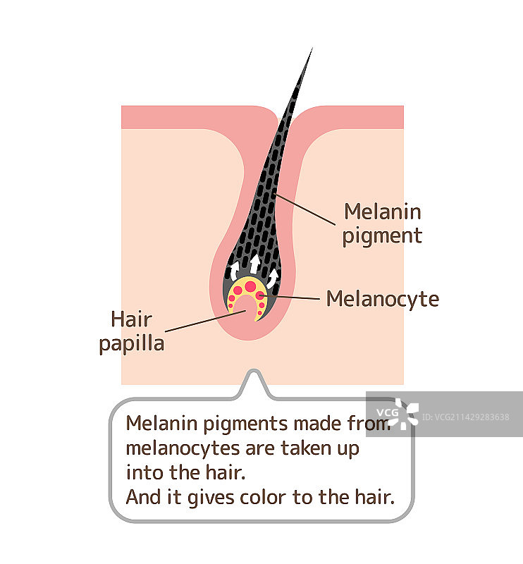 色素头发的机制图片素材