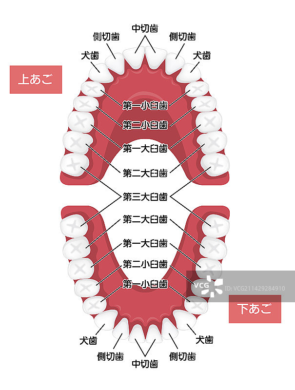日本人体恒牙图图片素材