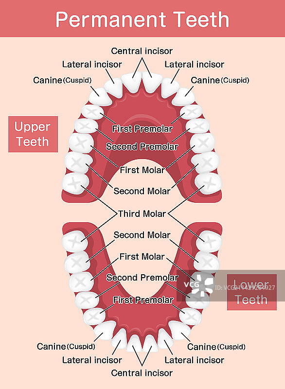 人类恒牙图表图片素材