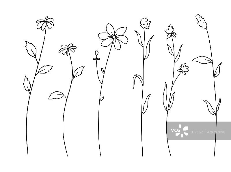 手绘野花轮廓合集图片素材