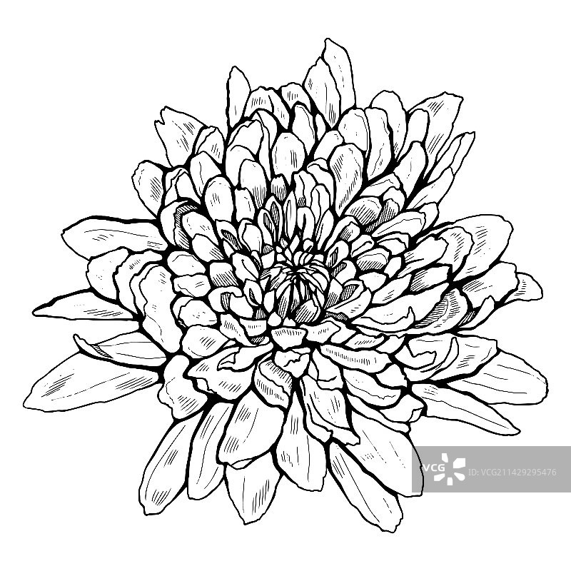 黑色盛开花朵图案图片素材