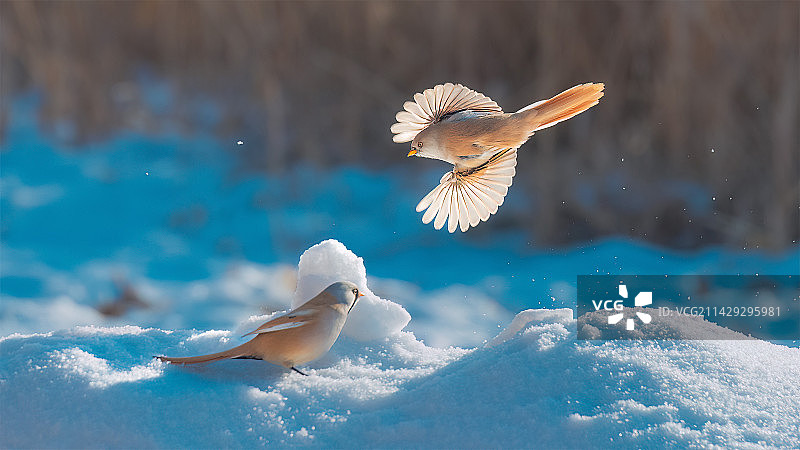 雪版文须雀图片素材