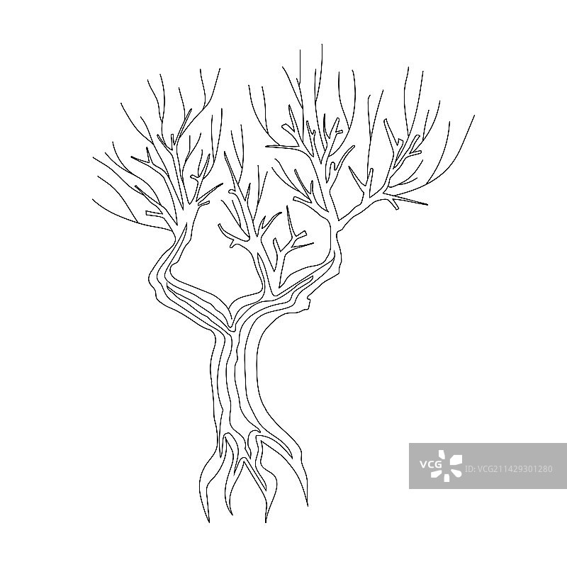 干燥的老树图片素材