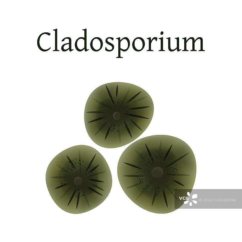 链格孢霉菌图片素材