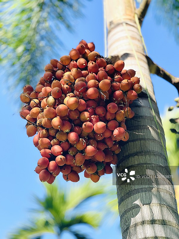 槟榔果图片素材