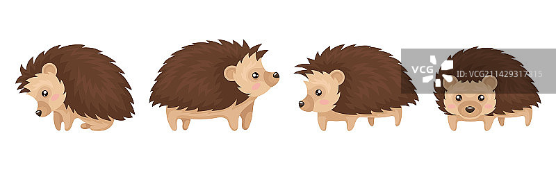 各种姿势的可爱棕色刺猬合集图片素材