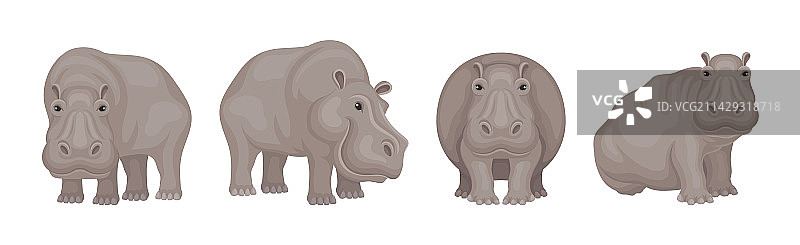 大型半水生哺乳动物：河马图片素材