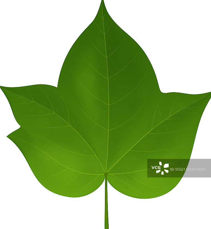 棉叶写实构图图片素材