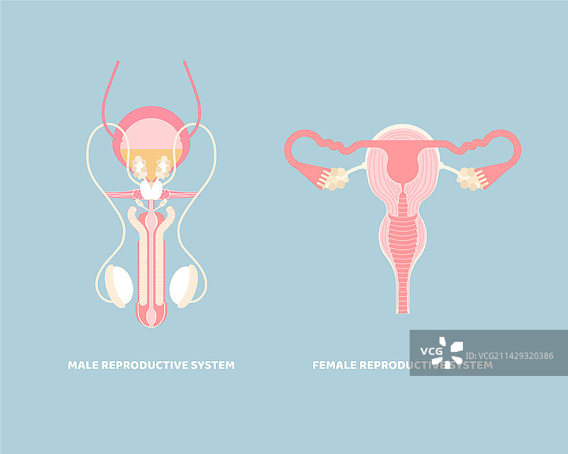 男女生殖系统图片素材