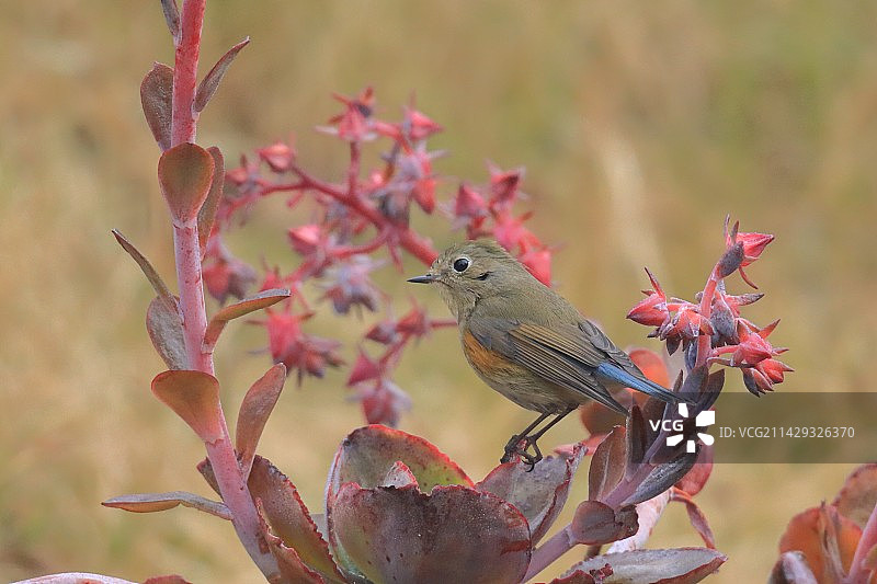 红肋蓝尾鸲图片素材