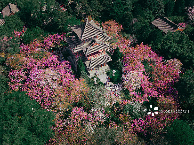 航拍西安青龙寺春天樱花海图片素材