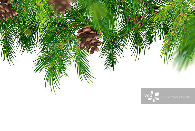 针叶树枝背景图片素材