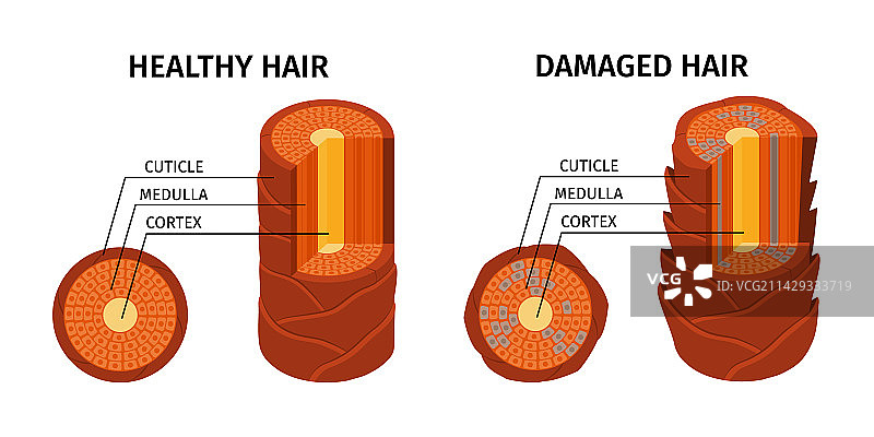 健康受损发质图片素材