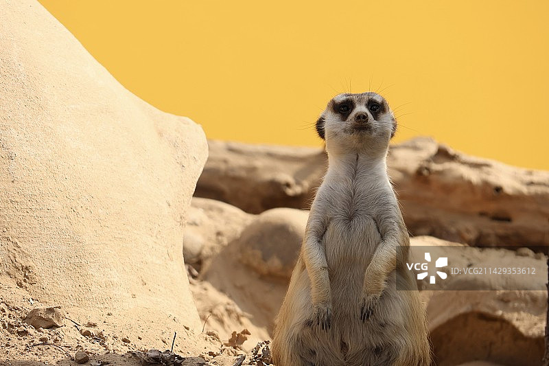 猫鼬坐在岩石上的特写镜头图片素材