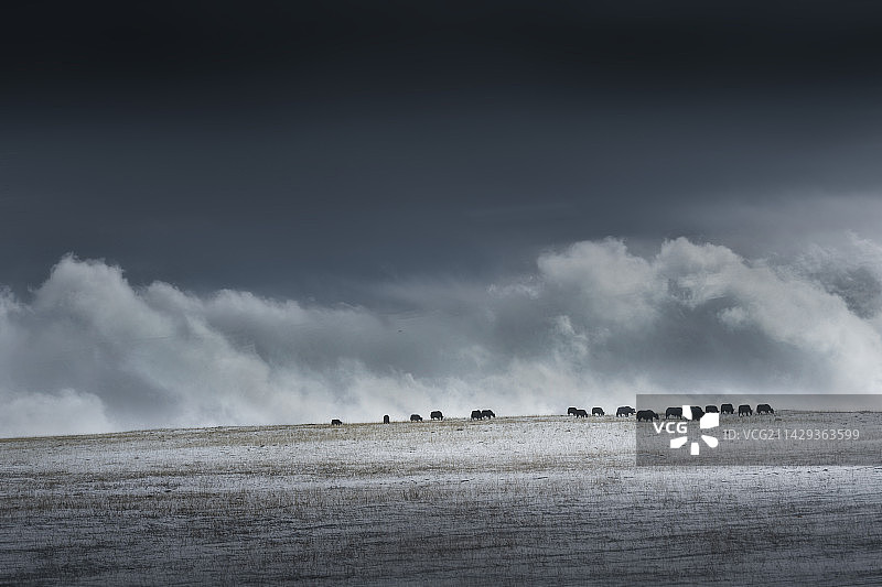 风暴前的牛羊图片素材