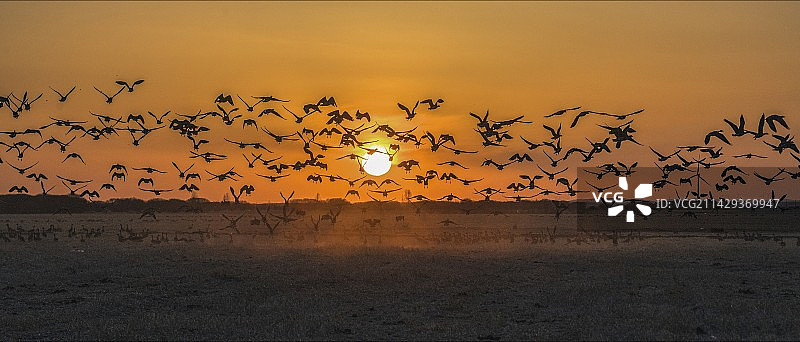 夕阳西下，坝上群雁纷飞图片素材