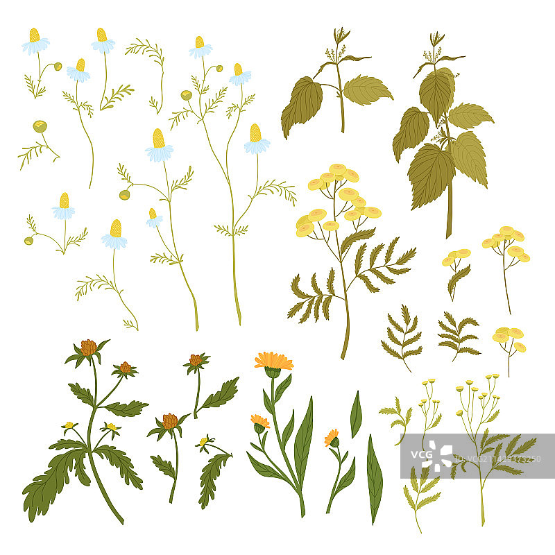 带鲜花的野生草本植物田野植物套装图片素材