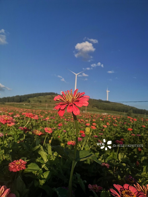 春日拍花图片素材