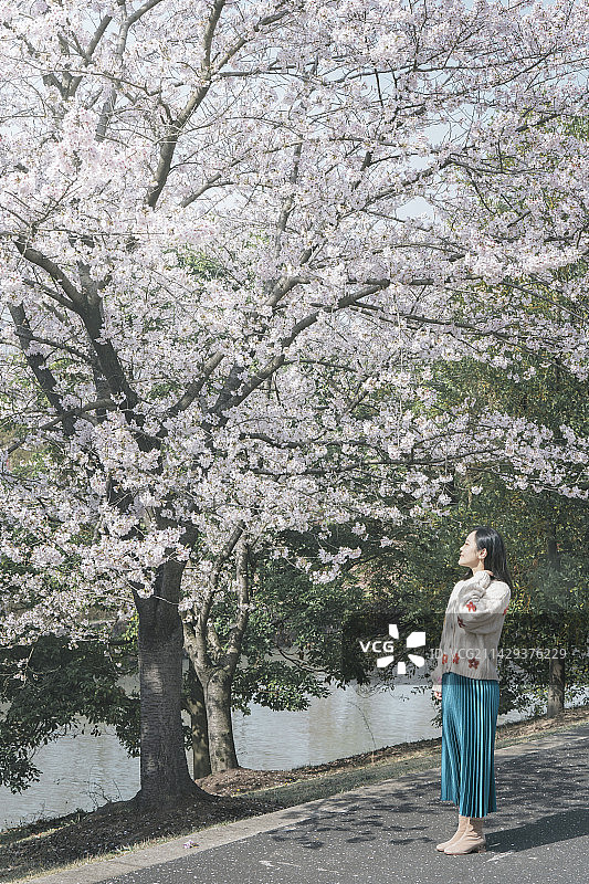 樱花怒放与少女图片素材