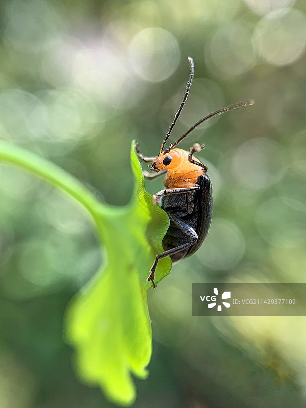 金花虫图片素材