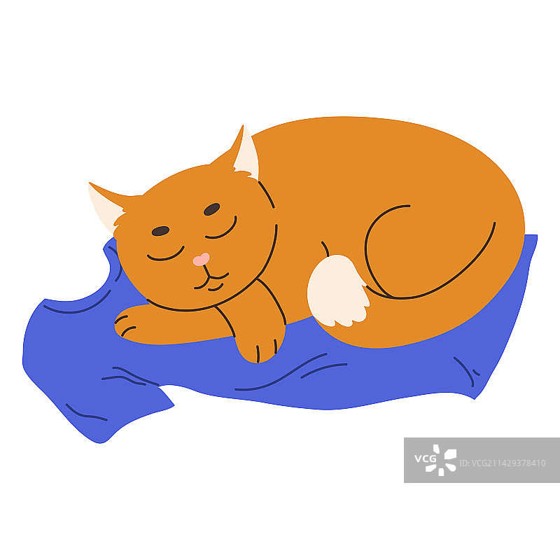 可爱的姜黄色猫咪睡在主人的T恤上图片素材