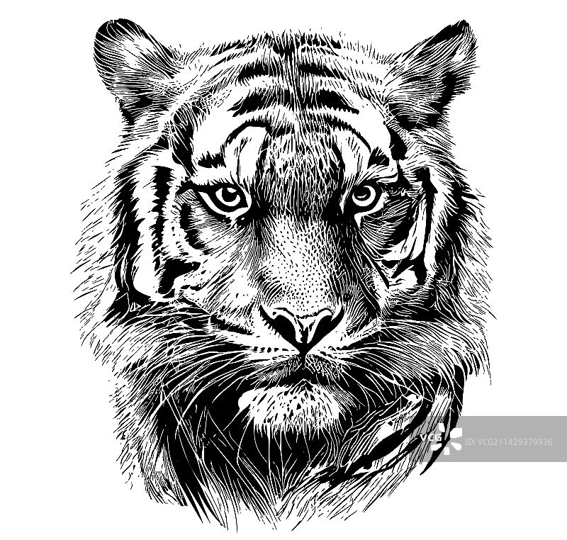 老虎面部涂鸦手绘草图图片素材