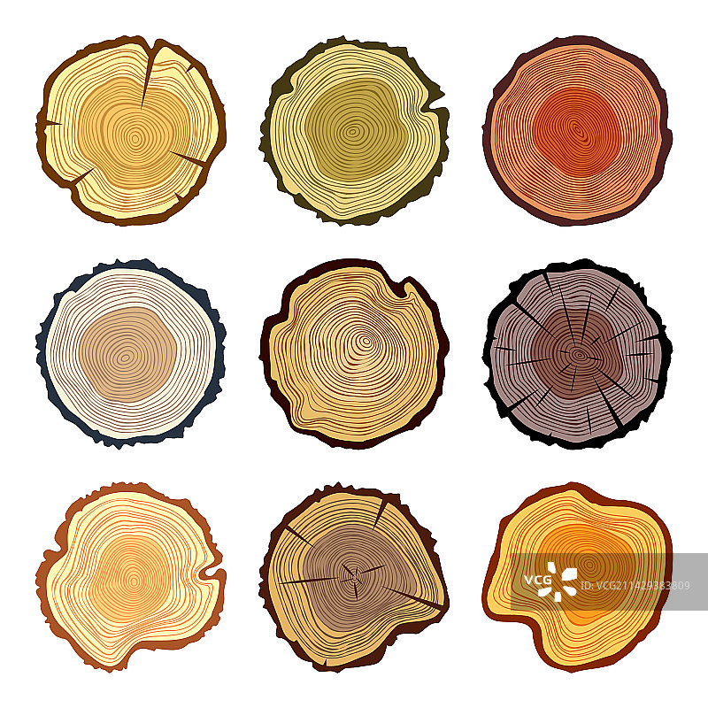 圆形彩色树干切割松木或橡木图片素材