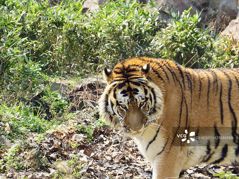 虎视眈眈图片素材