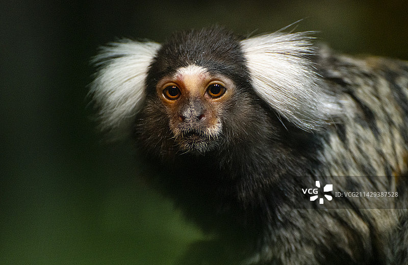 南京红山森林动物园中的猩猩和猴子图片素材