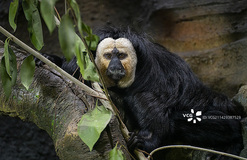 南京红山森林动物园中的猩猩和猴子图片素材
