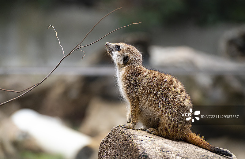 南京红山森林动物园中的狐獴图片素材