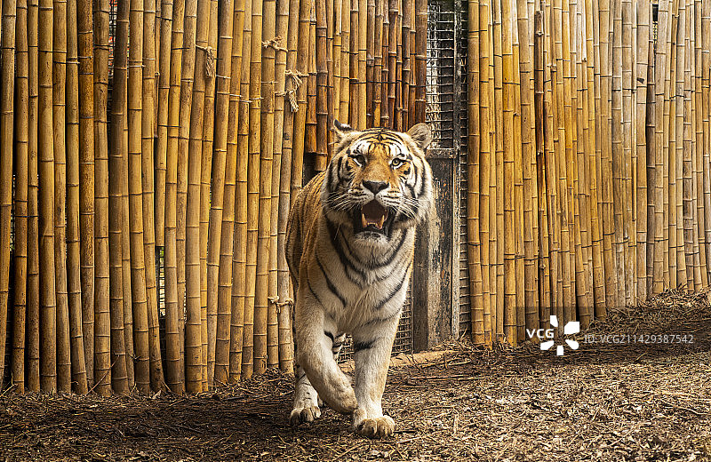 南京红山森林动物园中的东北虎图片素材